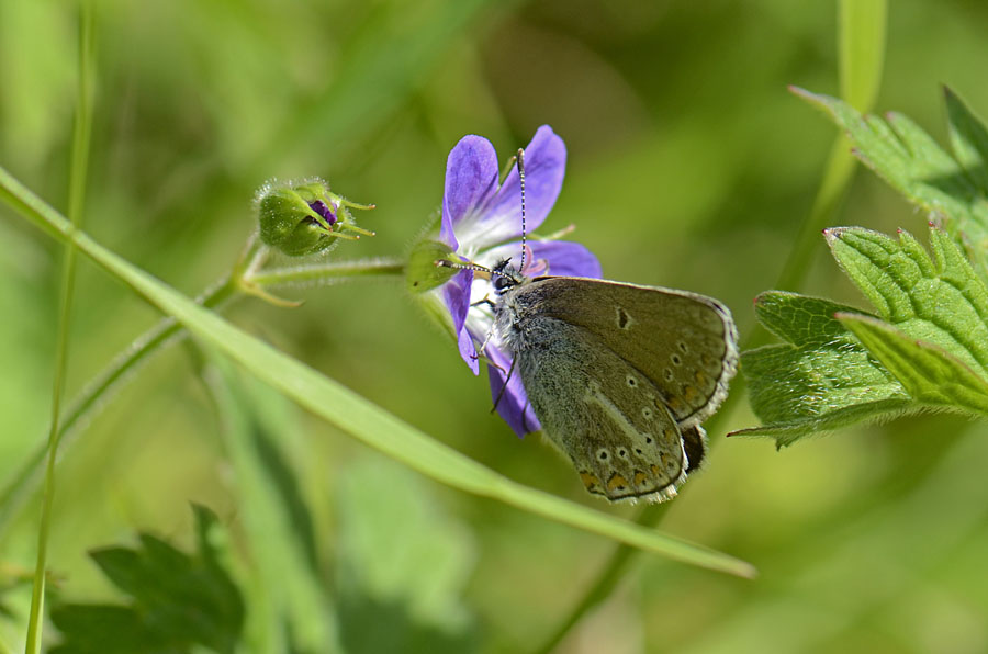 Plebeius eumedon? - Sì, Aricia eumedon